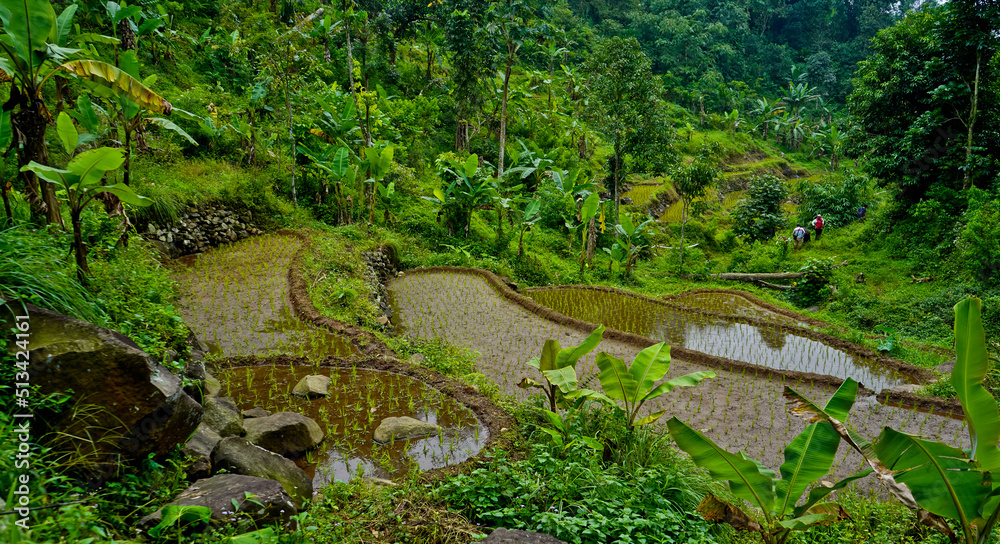 view of green rice fields in the countryside. West Java - Indonesia view of green rice fields in the countryside. West Java - Indonesia