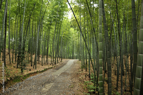 sun shining through the bamboo forest