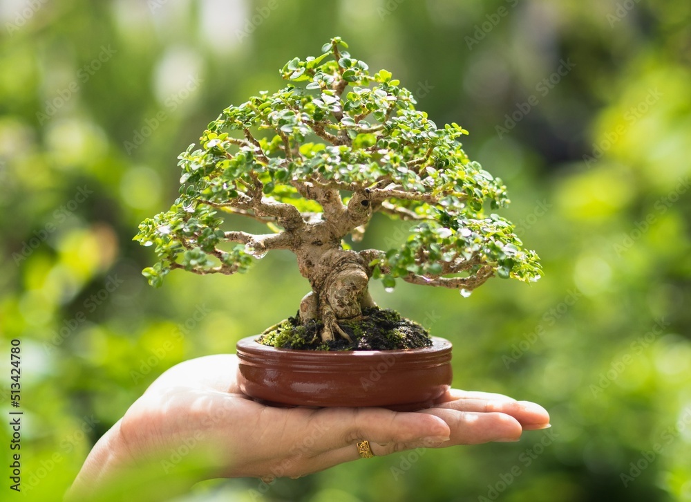 Asian woman's hand holding a little bonsai plant that is growing in a brown  pot in