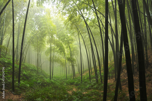 sunlight through the bamboo forest in rain