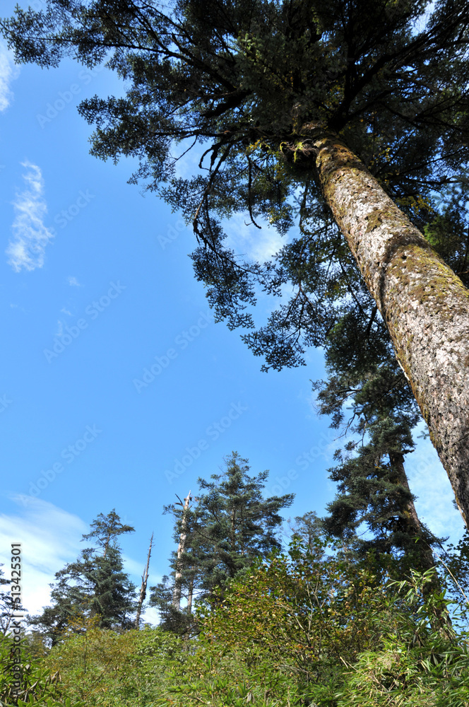 Fototapeta premium trees and sky