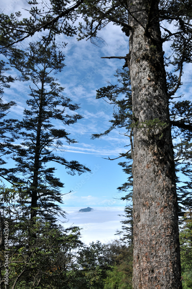 Fototapeta premium trees in the forest