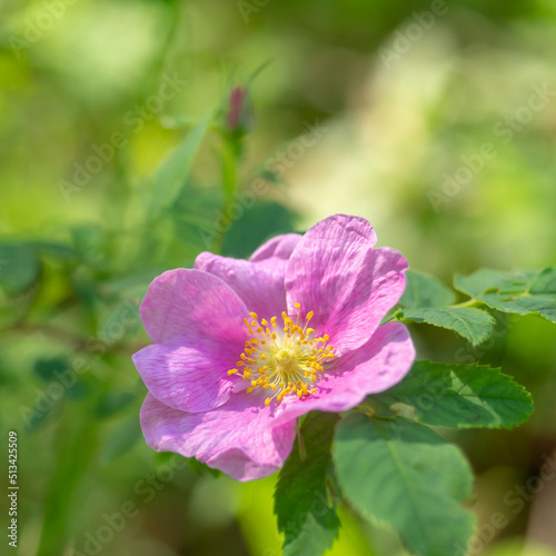 Pink rosehip flower close up. Wild Rose.