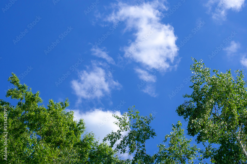 Looking up at the blue sky and white clouds framed by green treetops. Perspective. Looking up at the blue sky and white clouds framed by green treetops. Perspective.