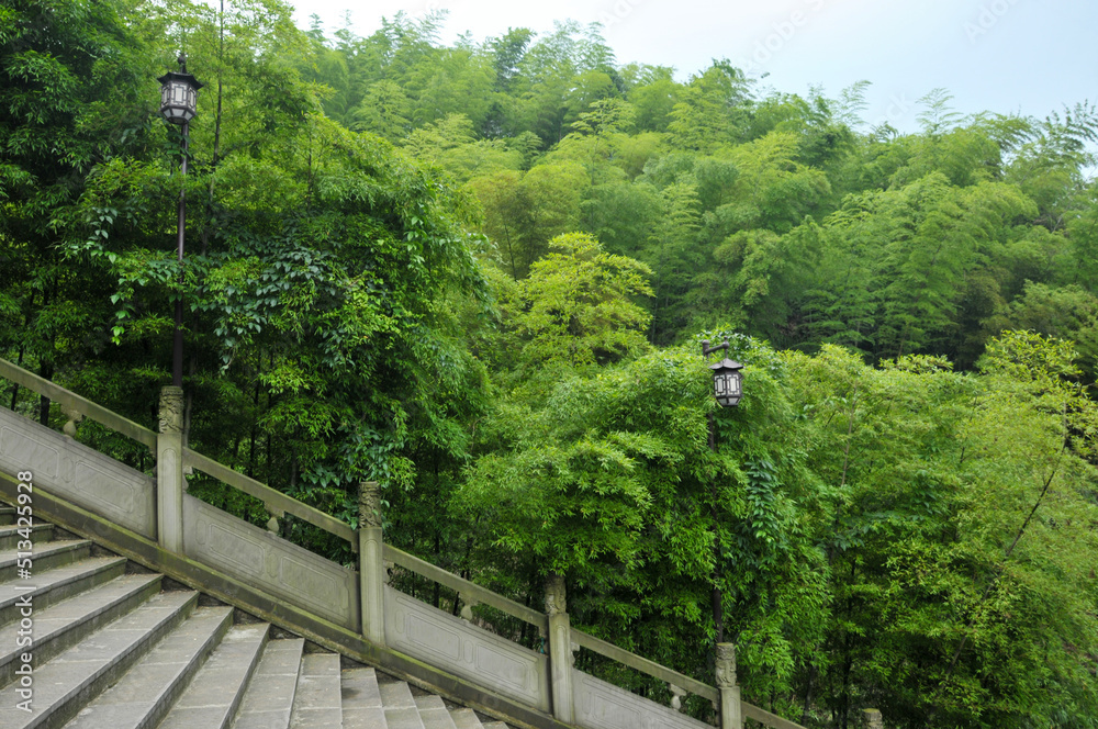 bamboo forest