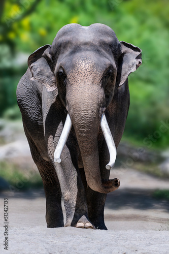 Canvas Print Leisurely elephant walk