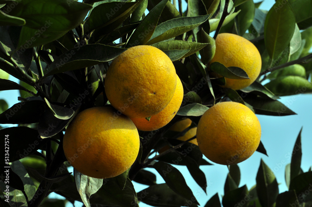 Orange tree