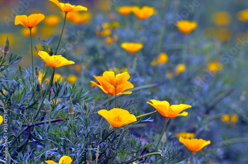 yellow flowers in the grass