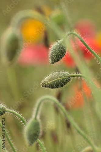 red poppy flower