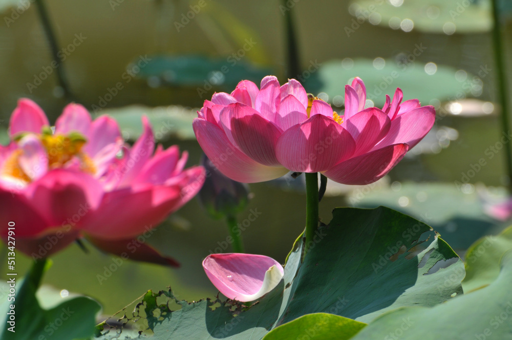 Blossoming lotus flower Blossoming lotus flower