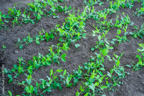 Bed with growing green peas close-up