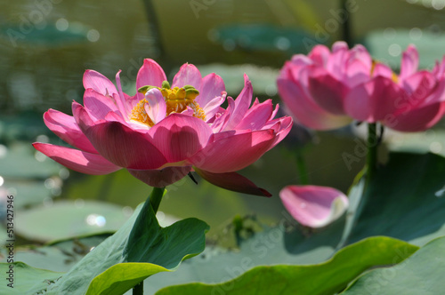 Blossoming lotus flower