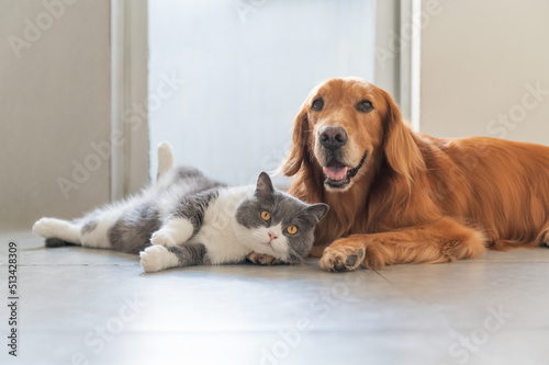 Obraz na plátně Golden Retriever and British Shorthair are friendly