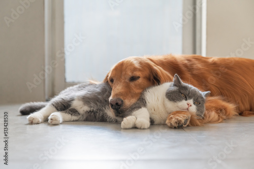 Golden Retriever and British Shorthair are friendly © chendongshan