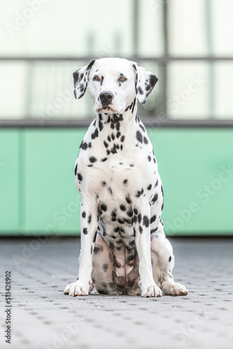 Portrait of a beautiful female dalmatian dog in summer outdoors