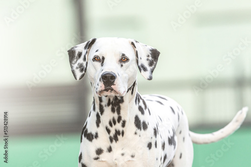 Portrait of a beautiful female dalmatian dog in summer outdoors © Annabell Gsödl