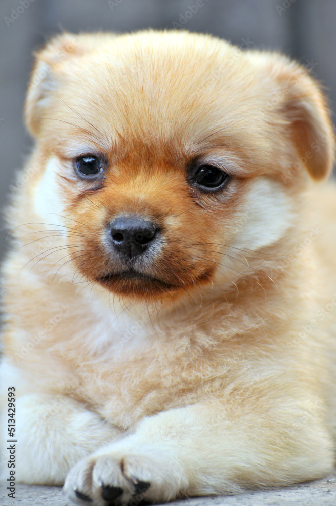 golden retriever puppy golden retriever puppy