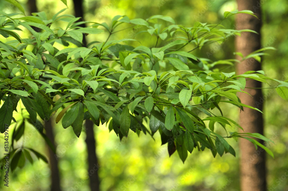 green leaves background green leaves background