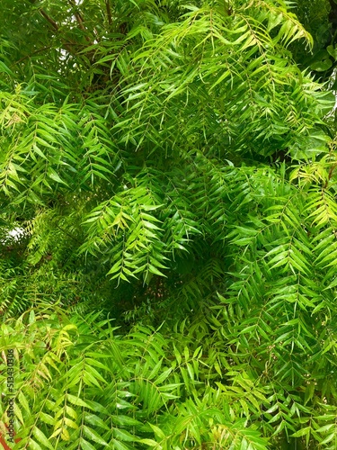Azadirachta indica - A branch of neem tree leaves. close up photo