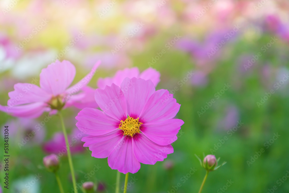 Cosmos colorful flower in the beautiful garden