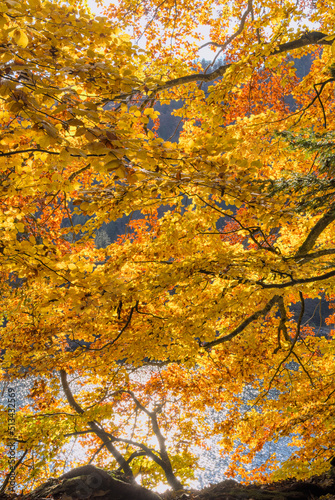 Herbstfarbener bunter Wald