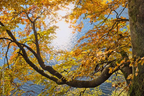 Herbstfarbener bunter Baum am See 2