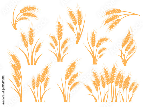 Wheat ears set. Oat  rye or barley spikes for design beer  bread  flour packaging. Symbols for healthy natural farming food  whole organic spikelets elements on white  vector illustration