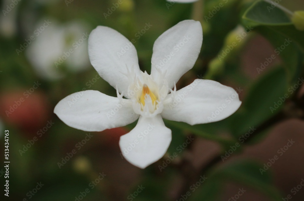 Obraz premium white flowers used to decorate the garden
