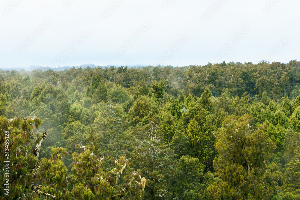 New Zealand natural rain forest of West Coast