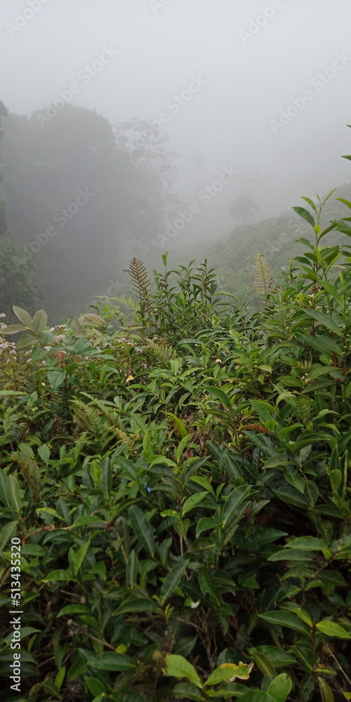 Obraz premium The Nature