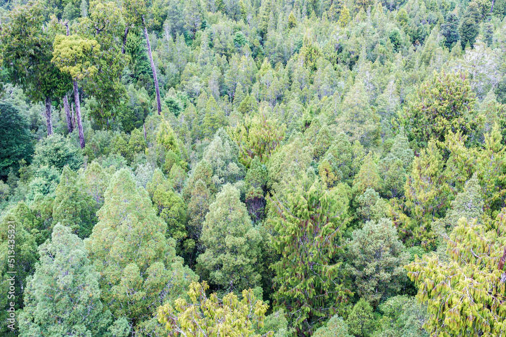 New Zealand natural rain forest of West Coast New Zealand natural rain forest of West Coast
