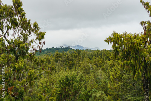 New Zealand natural rain forest of West Coast