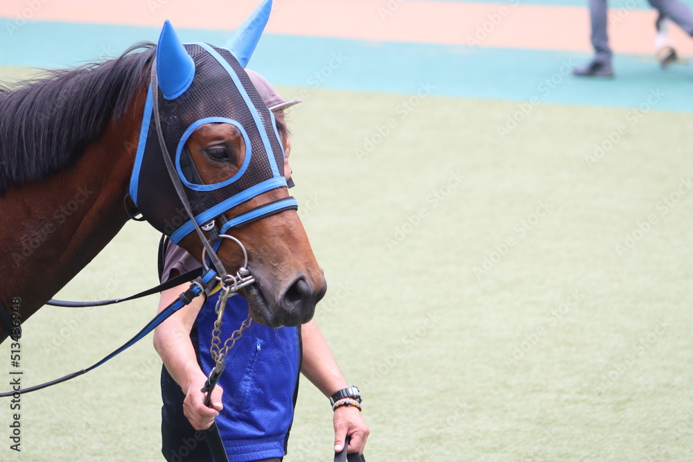 Obraz premium 馬