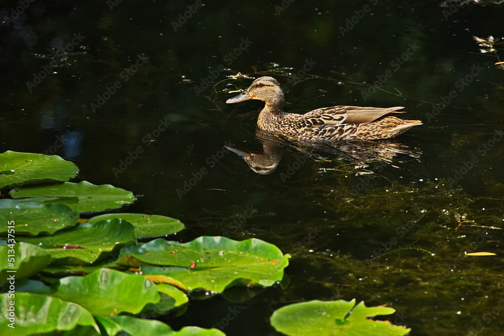 Fototapeta premium Duck on the city pond on a summer day.