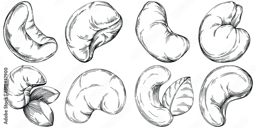 Cashew hand-drawn Vector Illustration isolated on white background. Retro style farm product for restaurant menu, market label, logo, emblem and kitchen design. Decoration for food packaging. Cashew hand-drawn Vector Illustration isolated on white background. Retro style farm product for restaurant menu, market label, logo, emblem and kitchen design. Decoration for food packaging.