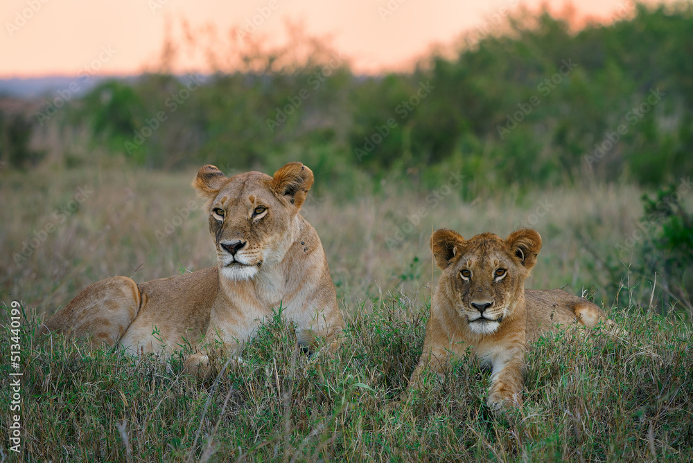 Naklejka premium Lion - Panthera leo king of the animals. Lion - the biggest african cat, lioness laying in the bush with with her cubs in Masai Mara National Park in Kenya Africa