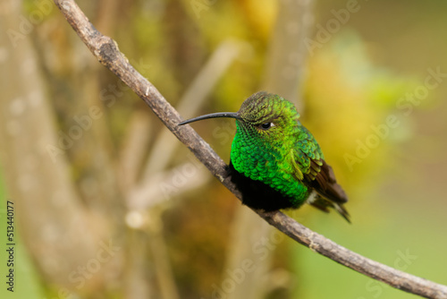 Mountain Velvetbreast - Lafresnaya lafresnayi green hummingbird in brilliants, tribe Heliantheini in subfamily Lesbiinae, found in Colombia, Ecuador, Peru and Venezuela, sitting on the branch