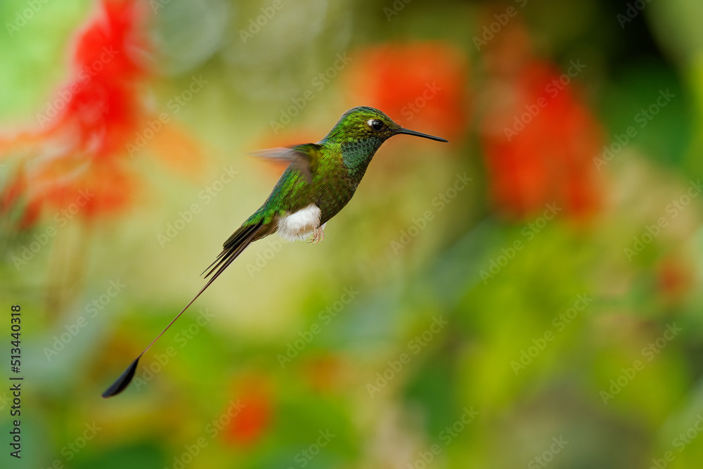 Fototapeta premium White-booted Racket-tail - Ocreatus underwoodii green bird of hummingbird in the brilliants, tribe Heliantheini in Lesbiinae, found in Colombia, Ecuador and Venezuela, long tail with two flags