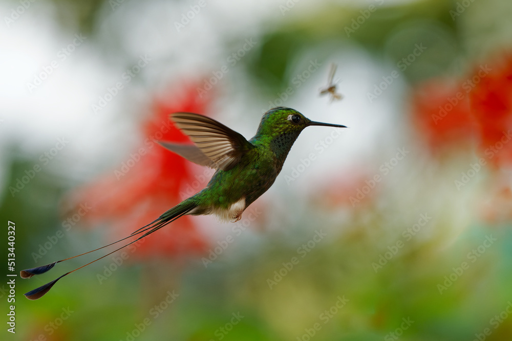 Fototapeta premium White-booted Racket-tail - Ocreatus underwoodii green bird of hummingbird in the brilliants, tribe Heliantheini in Lesbiinae, found in Colombia, Ecuador and Venezuela, long tail with two flags