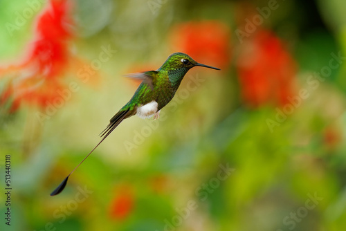 White-booted Racket-tail - Ocreatus underwoodii green bird of hummingbird in the brilliants, tribe Heliantheini in Lesbiinae, found in Colombia, Ecuador and Venezuela, long tail with two flags