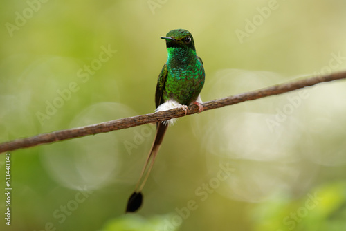 White-booted Racket-tail - Ocreatus underwoodii green bird of hummingbird in the brilliants, tribe Heliantheini in Lesbiinae, found in Colombia, Ecuador and Venezuela, long tail with two flags