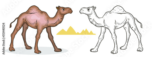 Animals. Vector image of a camel. Coloring for children. Black white and color image.
