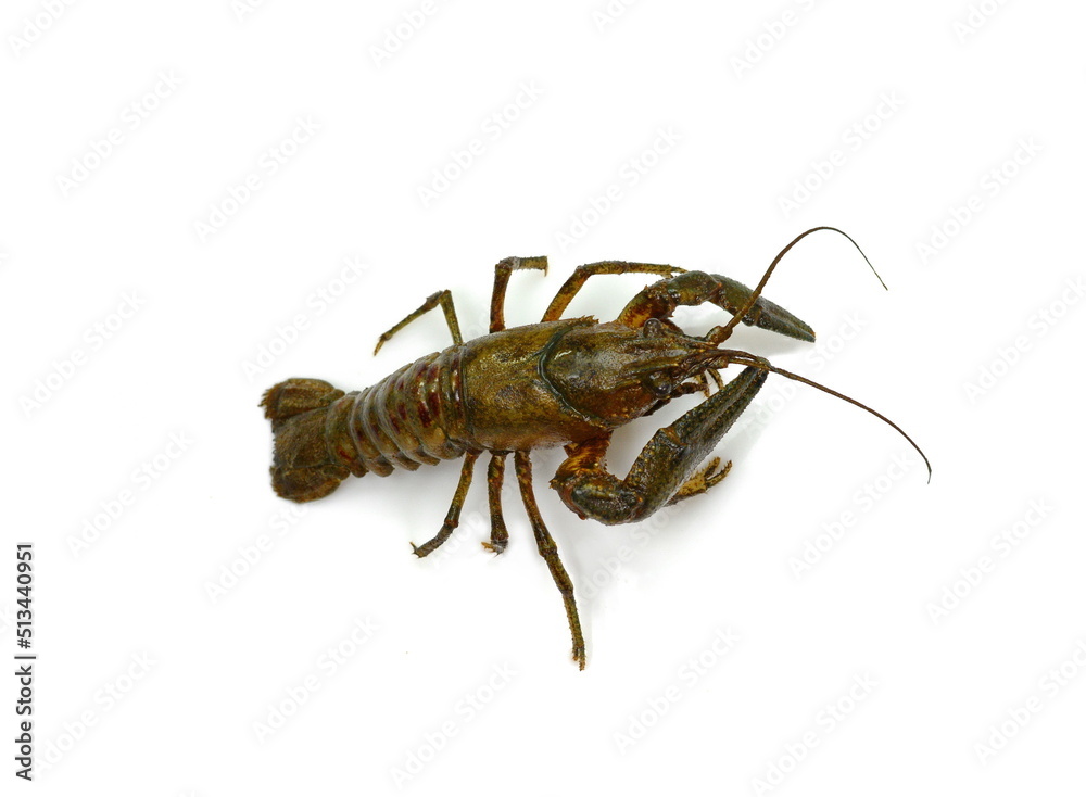 Crayfish on a white background. Crayfish isolated on white Crayfish on a white background. Crayfish isolated on white