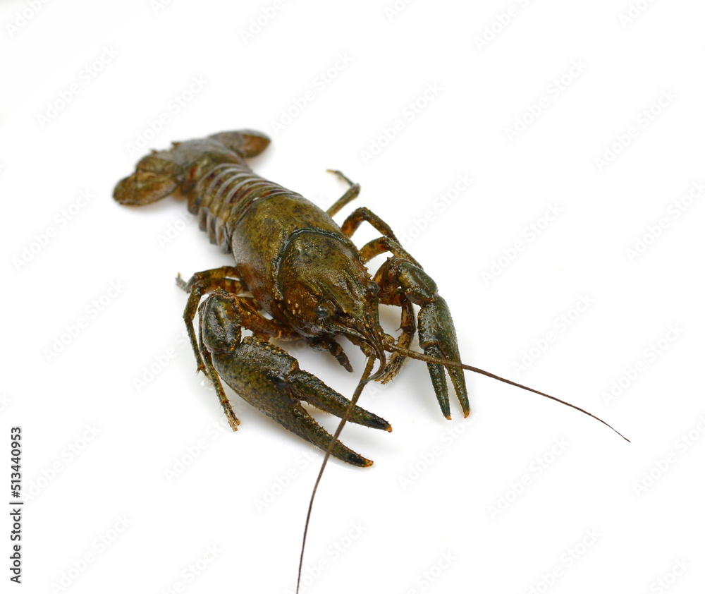 Crayfish on a white background. Crayfish isolated on white Crayfish on a white background. Crayfish isolated on white