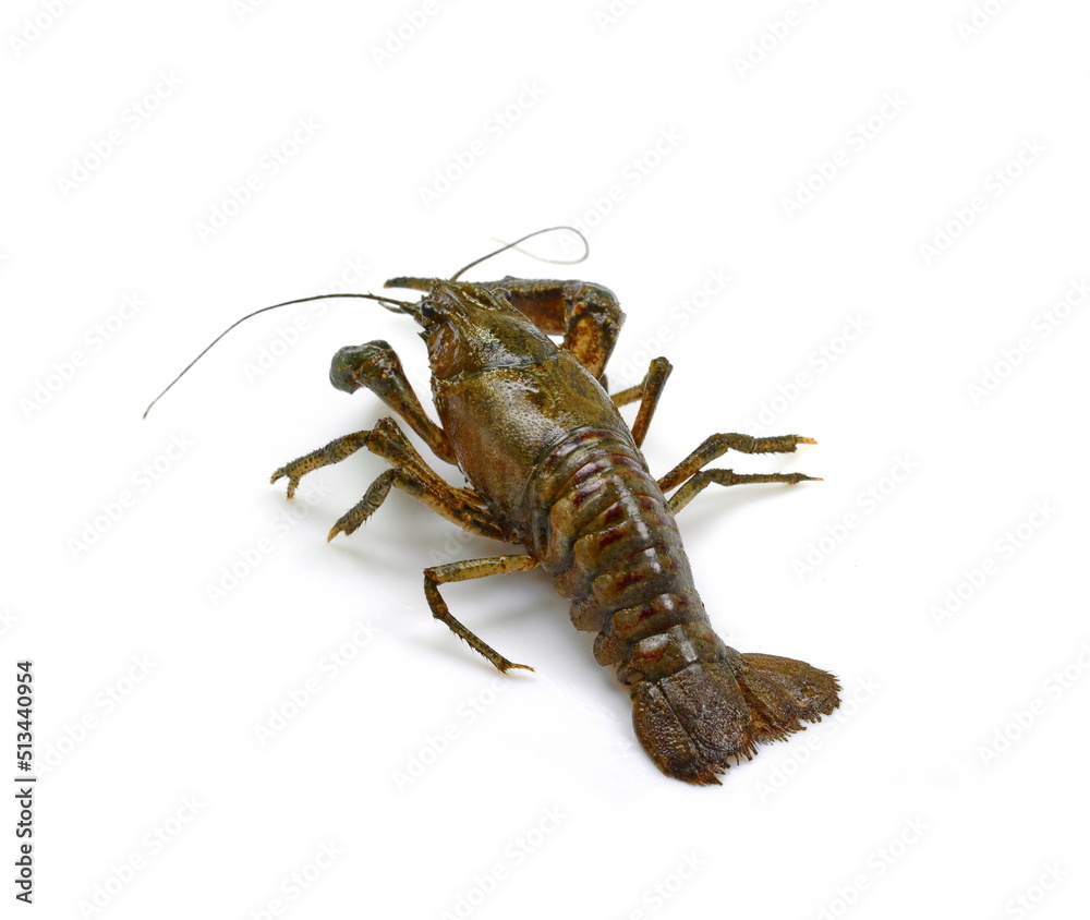 Crayfish on a white background. Crayfish isolated on white Crayfish on a white background. Crayfish isolated on white