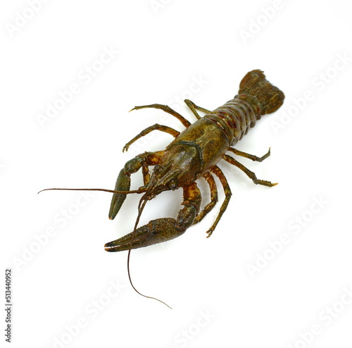 Crayfish on a white background. Crayfish isolated on white