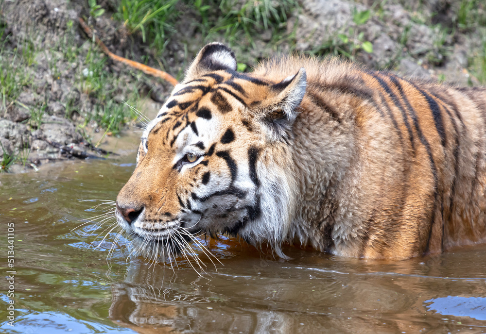 Amour tiger in the water, cooling down or playing Amour tiger in the water, cooling down or playing