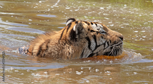Canvas Print Amour tiger in the water, cooling down or playing