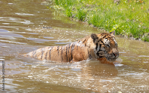 Canvas Print Amour tiger in the water, cooling down or playing