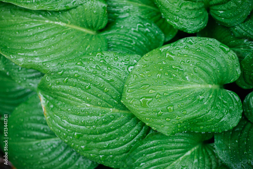 Background of green leaves of a lily flower. The texture of wet leaves in the rain.
